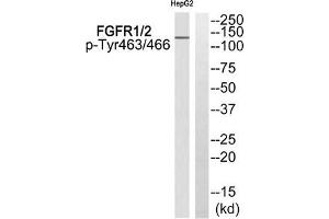 Western blot analysis of extracts from HepG2 cells using FGFR1/2 (Phospho-Tyr463/466) Antibody. (FGFR1/FGFR2 Antikörper  (pTyr463, pTyr466))