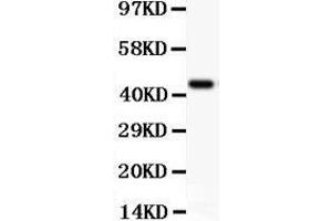 Anti-CD11b Picoband antibody ,  All lanes: Anti CD11B  at 0. (CD11b Antikörper  (AA 17-382))