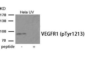 Western blot analysis of extracts from HeLa cells treated with UV using Phospho-VEGFR1 (Tyr1213) antibody. (FLT1 Antikörper  (pTyr1213))