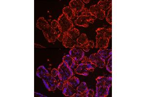 Immunofluorescence analysis of human placenta using CYP11 Rabbit pAb (6363) at dilution of 1:100 (40x lens). (CYP11A1 Antikörper  (AA 40-320))