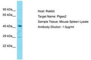 Image no. 1 for anti-Prostaglandin E Synthase 2 (PTGES2) (AA 281-330) antibody (ABIN6750284) (PTGES2 Antikörper  (AA 281-330))