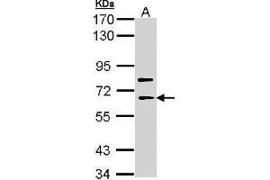 Western Blotting (WB) image for anti-SHC (Src Homology 2 Domain Containing) Family, Member 4 (SHC4) (Center) antibody (ABIN2856800)