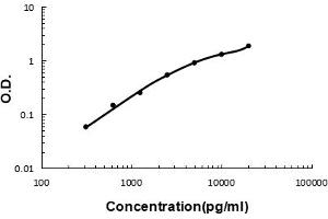 Sandwich ELISA - Recombinant human Cystatin C/CST3 protein standard curve. (CST3 Antikörper  (AA 31-146))