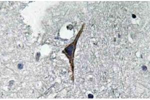 Immunohistochemistry (IHC) analyzes of NOS3 antibody in paraffin-embedded human brain tissue. (ENOS Antikörper)
