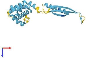 COMMD4 Protein (AA 1-199) (His tag)
