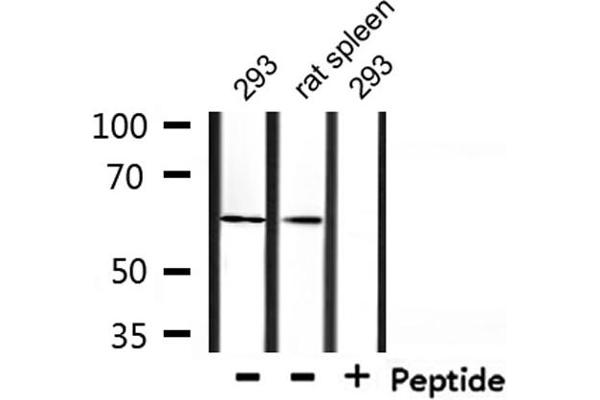 TAF15 Antikörper  (Internal Region)