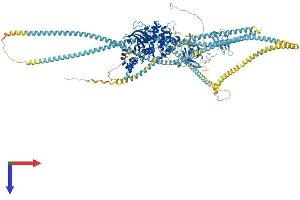 ROCK2 Protein (AA 1-1388) (His tag)