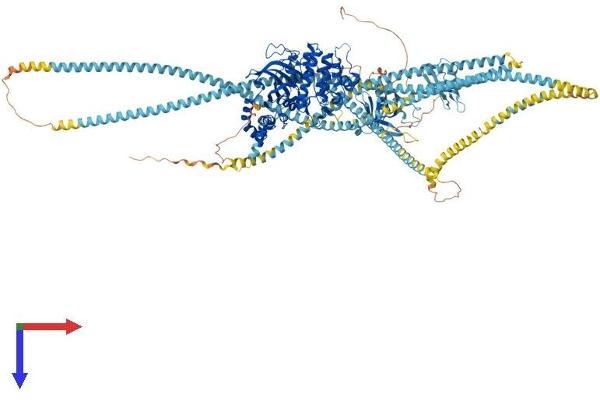 ROCK2 Protein (AA 1-1388) (His tag)