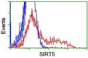 HEK293T cells transfected with either RC200189 overexpress plasmid (Red) or empty vector control plasmid (Blue) were immunostained by anti-SIRT5 antibody (ABIN2454874), and then analyzed by flow cytometry. (SIRT5 Antikörper)