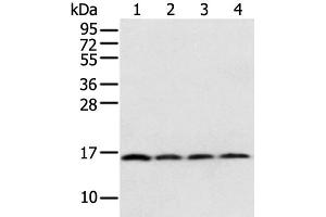 Western blot analysis of 231 Hela K562 cell and Human bladder carcinoma tissue using MRPS18C Polyclonal Antibody at dilution of 1:800 (MRPS18C Antikörper)