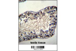 TSSK6 Antibody immunohistochemistry analysis in formalin fixed and paraffin embedded human testis tissue followed by peroxidase conjugation of the secondary antibody and DAB staining.