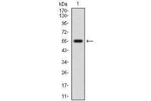 Western blot analysis using NFE2L2 mAb against human NFE2L2 (AA: 356-589) recombinant protein. (NRF2 Antikörper  (AA 356-589))