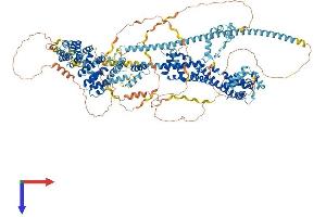 DIAPH1 Protein (AA 1-1272) (His tag)