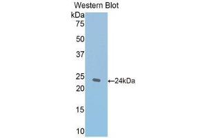 Western Blotting (WB) image for anti-Thrombospondin 1 (THBS1) (AA 61-259) antibody (ABIN1173301) (Thrombospondin 1 Antikörper  (AA 61-259))