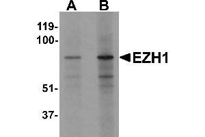 Western blot analysis of EZH1 in mouse lung tissue lysate with EZH1 antibody at (A) 1 and (B) 2 µg/mL