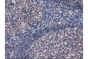 Immunohistochemical staining of paraffin-embedded Human lymph node tissue using anti-EIF1 mouse monoclonal antibody. (EIF1 Antikörper)