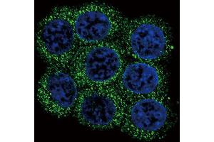 Immunofluorescence (IF) image for anti-Proprotein Convertase Subtilisin/kexin Type 2 (PCSK2) antibody (ABIN3003341) (PCSK2 Antikörper)