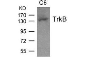 Western blot analysis of extract from C6 cell and using TrkB. (TRKB Antikörper  (AA 703-707))