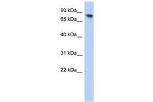 Image no. 1 for anti-Protocadherin alpha 12 (PCDHA12) (AA 107-156) antibody (ABIN6741058) (PCDHA12 Antikörper  (AA 107-156))