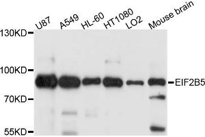 Western blot analysis of extracts of various cell lines, using EIF2B5 antibody. (EIF2B5 Antikörper)