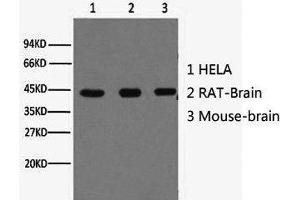 Western Blot analysis of Hela (1) Rat brain (2) Mouse brain (3) using beta actin Monoclonal Antibody at dilution of 1:10000. (beta Actin Antikörper)