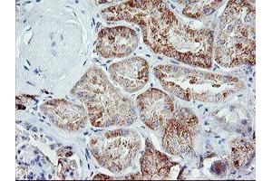 Immunohistochemical staining of paraffin-embedded Human Kidney tissue using anti-IGJ mouse monoclonal antibody. (IGJ Antikörper)