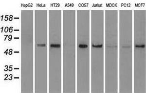 Western blot analysis of extracts (35 µg) from 9 different cell lines by using anti-anti-NRBP1monoclonal antibody. (NRBP1 Antikörper)