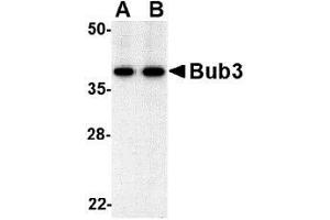 Western blot analysis of bub3 in Jurkat cell lysate with AP30173PU-N bub3 antibody at (A) 0.