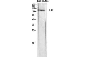 Western Blot (WB) analysis of Rat Muscle lysis using IL4R antibody. (IL4 Receptor Antikörper)