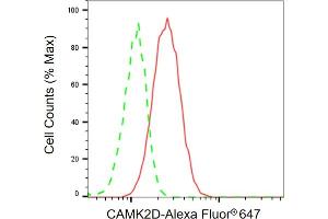 anti-Calcium/calmodulin-Dependent Protein Kinase II delta (CAMK2D) antibody