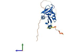 Protein Structure (PS) image for C-Type Lectin Domain Family 2, Member I (CLEC2I) (AA 1-217) protein (His tag) (ABIN7556320)