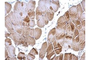 IHC-P Image RRM2 antibody [N1C1] detects RRM2 protein at cytoplasm on mouse muscle by immunohistochemical analysis. (RRM2 Antikörper  (Regulatory Subunit))