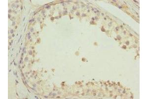Immunohistochemistry of paraffin-embedded human testis tissue using ABIN7165329 at dilution of 1:100 (TMEM166 Antikörper  (AA 58-152))