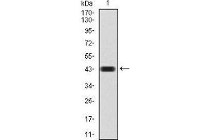 Western blot analysis using CBX4 mAb against human CBX4 (AA: 397-514) recombinant protein.