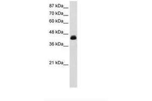 Image no. 1 for anti-Transcription Elongation Factor A (SII), 3 (TCEA3) (AA 228-277) antibody (ABIN6735861)