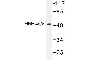 Image no. 1 for anti-Hepatocyte Nuclear Factor 4, alpha (HNF4A) antibody (ABIN272188) (HNF4A Antikörper)