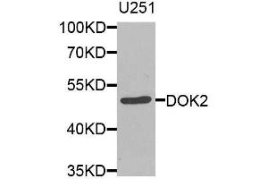 Western blot analysis of extracts of U-251MG cells, using DOK2 antibody (ABIN5974600) at 1/1000 dilution. (DOK2 Antikörper)