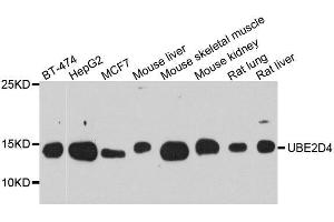 UBE2D4 Antikörper  (AA 1-147)