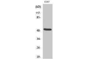 Western Blotting (WB) image for anti-Keratin 15 (KRT15) (N-Term) antibody (ABIN3184226) (KRT15 Antikörper  (N-Term))