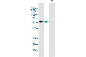 Western Blotting (WB) image for anti-Runt-Related Transcription Factor 3 (RUNX3) (AA 1-429) antibody (ABIN514064)