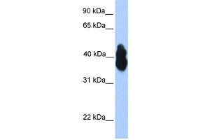 WB Suggested Anti-OLIG2 Antibody Titration:  0. (OLIG2 Antikörper  (N-Term))