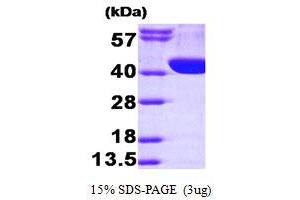 SDS-PAGE (SDS) image for Aldolase A, Fructose-Bisphosphate (ALDOA) (AA 1-364) protein (His tag) (ABIN666943) (ALDOA Protein (AA 1-364) (His tag))