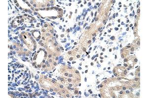 SNRPD1 antibody was used for immunohistochemistry at a concentration of 4-8 ug/ml to stain Epithelial cells of renal tubule (arrows) in Human Kidney. (SNRPD1 Antikörper  (N-Term))