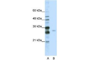 WB Suggested Anti-SFRS1 Antibody Titration:  0. (SRSF1 Antikörper  (C-Term))