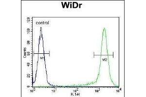 Flow Cytometry (FACS) image for anti-Solute Carrier Family 35, Member G5 (SLC35G5) (AA 1-30), (N-Term) antibody (ABIN654847)