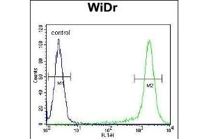 AC1L2 Antibody (N-term) (ABIN654847 and ABIN2844513) flow cytometric analysis of WiDr cells (right histogr) compared to a negative control cell (left histogr).