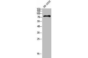 Western blot analysis of SH-SY5Y lysis using HGF antibody.