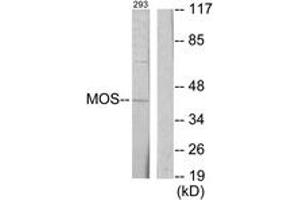 Western blot analysis of extracts from 293 cells, using MOS Antibody. (MOS Antikörper  (AA 61-110))