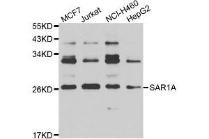 Western blot analysis of extracts of various cell lines, using SAR1A antibody (ABIN4905086) at 1:1000 dilution. (SAR1A Antikörper)
