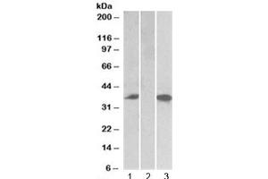Western blot testing of HEK293 lysate overexpressing human Chymase-FLAG with Chymase antibody (0. (CMA1 Antikörper)